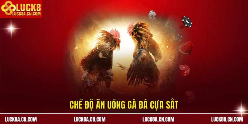 Cách Dưỡng Gà Đá Hay - Phương Pháp Dưỡng Sức Gà Chiến 2 Chế độ ăn uống gà đá cựa sắt